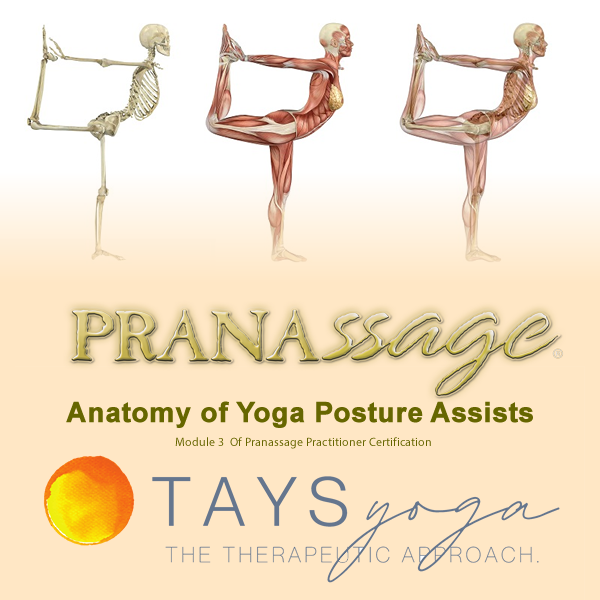 Anatomy of Yoga Posture Assists